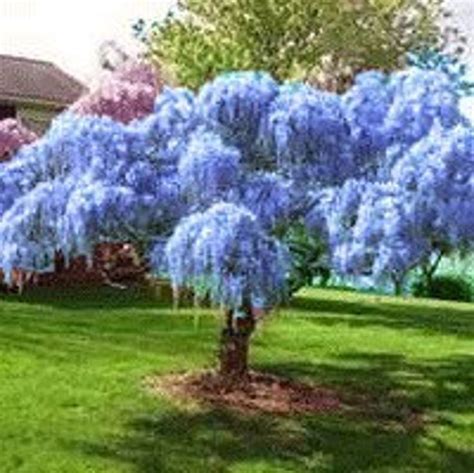 ONE ---1----Blue Wisteria Tree! Live tree, live plant, blooms galore , Shipping now! | Wisteria ...