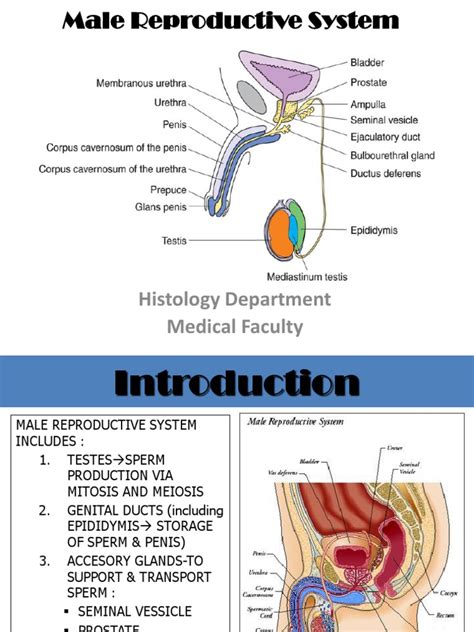 (K4) Male Reproductive System | PDF | Prostate | Testicle