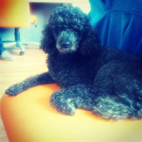 a black poodle sitting on top of an orange chair