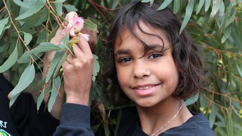 Bush medicine book heals hearts, families and connection to country : r ...