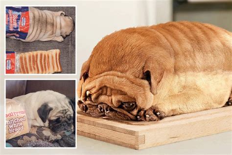 Pugs pose to look like loaves of bread in the ­latest bizarre internet craze