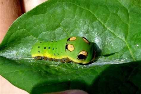 The inspiration of Caterpie - Pokémon Photo (34028851) - Fanpop