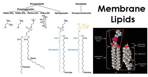 Membrane Lipids: Composition, Structure, Functions