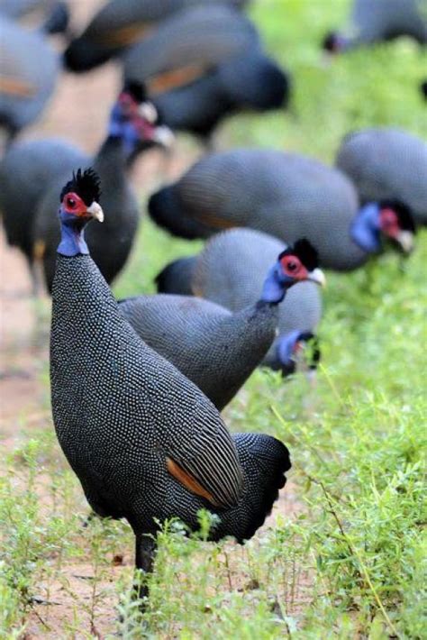 5 Information to Know More About Crested Guineafowl