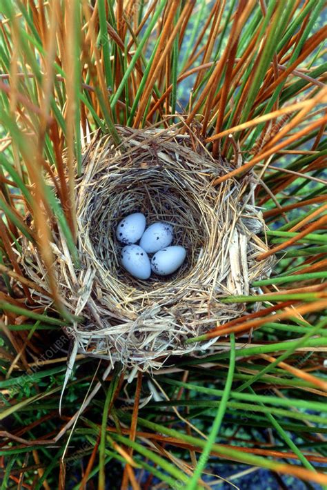 Red-winged Blackbird Nest - Stock Image - F032/0332 - Science Photo Library