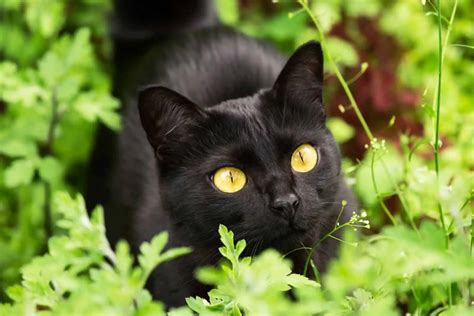 Top 7 Bombay Cat Breeders