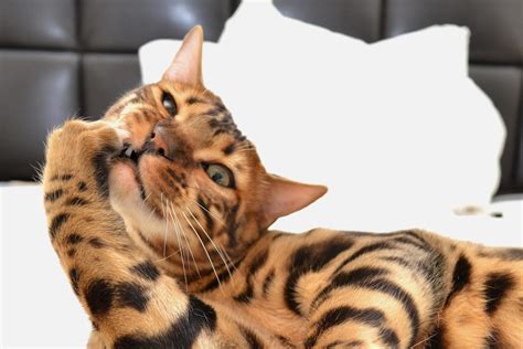 Bengal Cat Behavior: Are They Prone to Unwanted Behavior Issues? - The ...