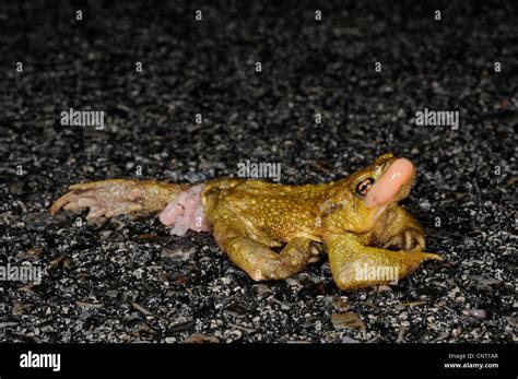 Dead toad hi-res stock photography and images - Alamy