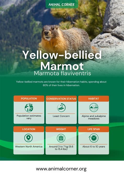 Yellow-bellied marmot - Animal Corner