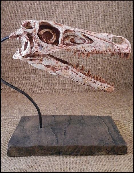 Dinosaur: Velociraptor Skull Cast Replica w/ base 9" (small dromaeosau ...