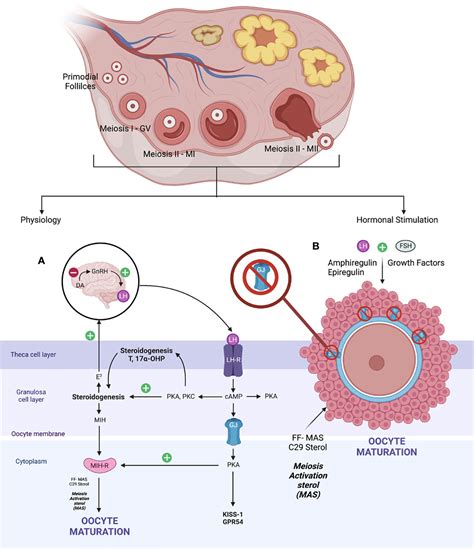 Frontiers | The spectrum of in vitro maturation in clinical practice: the current insight