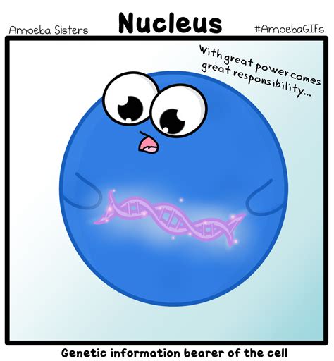 The Amoeba Sisters : Photo | Teaching biology, Biology humor, Science cells