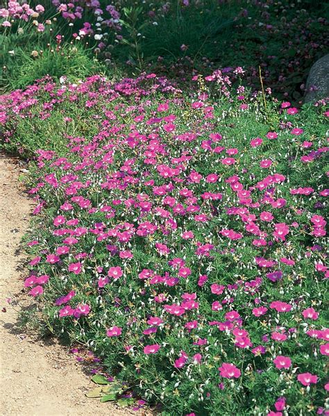 Sugar Plum - Cranesbill - Geranium incanum | Proven Winners | Deer resistant garden, Deer ...