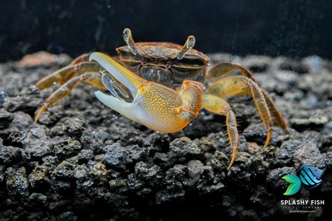 Freshwater Crab For Sale | Freshwater Fish Store | Splashy Fish