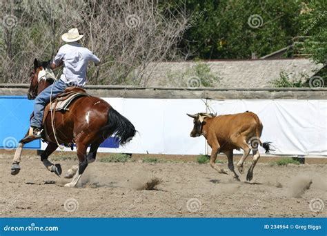 Calf Roping stock photo. Image of rider, horseshoes, hooves - 234964