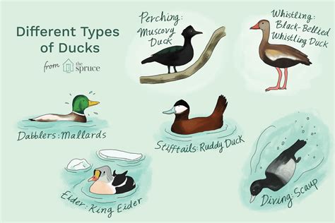 Puddle Duck Identification Chart - Ponasa