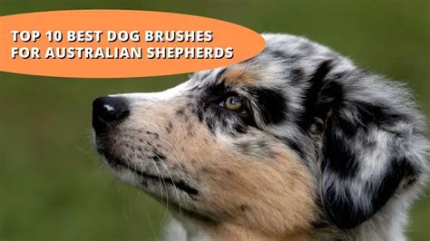 10 Best Brushes For Australian Shepherds: Grooming Guide