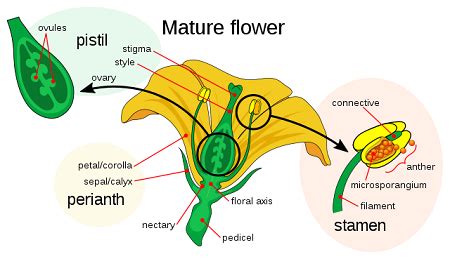 Parts Of Flower Pollination And Fertilization Worksheet Answers | Best ...