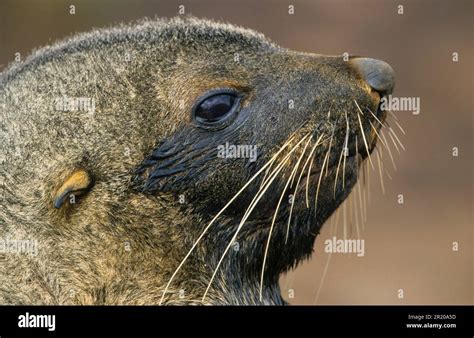 Kerguelen fur seal, Kerguelen fur seal, Antarctic fur seal, Antarctic fur seal, Marine mammals ...