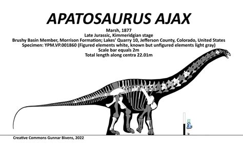 Apatosaurus ajax Skeletal by GunnarBivens on DeviantArt