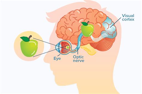 A guide to vision changes that can occur after a stroke