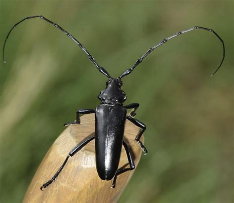 Pin on Cerambycidae