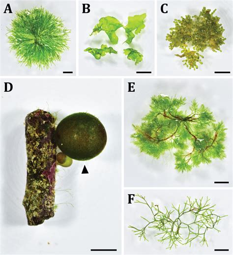 Chlorophyta Examples