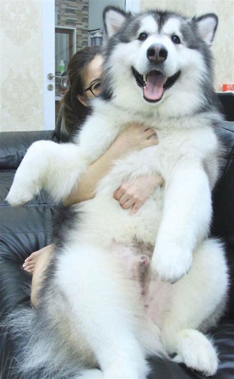 40 Fotos De Malamutes-Do-Alasca Sendo Os Maiores Fofos | Malamute puppies, Alaskan malamute ...