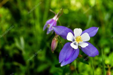 Blooming Blue Columbine Flowers Stock Photo by ©TeriVirbickis 48694839