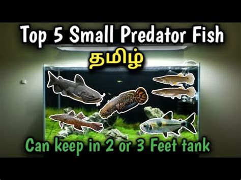 Top 5 Small Predator Fish || Can keep in 2 OR 3 Feet Tank || Tamil - YouTube