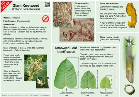 Giant Knotweed | Identification | Eradication | Ireland