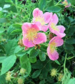 North Dakota State Flower (Floral Emblem): Wild Prairie Rose