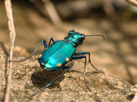 Beetles | Causes of Color