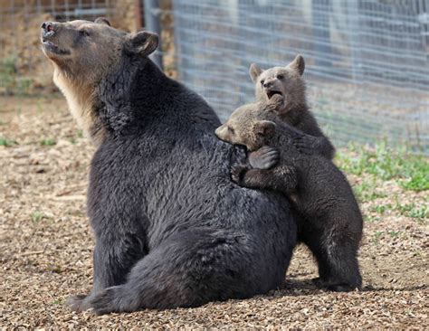 Rescued From a Strip Mall Tourist Attraction, 17 Bears Find a New Life at the Wild Animal ...