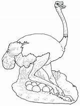 Ostrich Coloring Page At GetColoringscom  Free printable Colorings sketch template