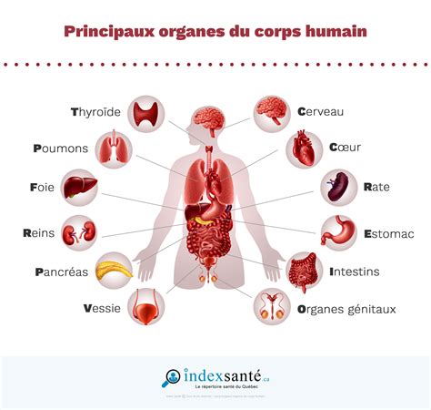 Les principaux organes du corps humain - Index Santé