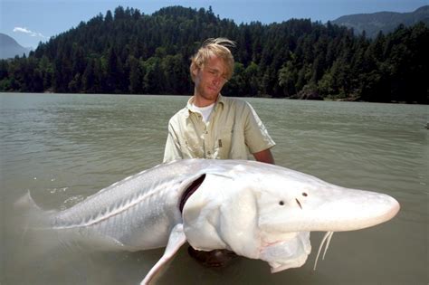 Beluga Sturgeon – "OCEAN TREASURES" Memorial Library