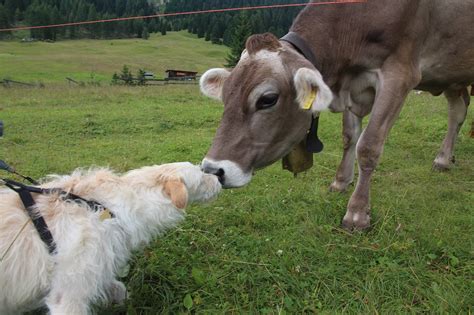 Journée internationale du baiser : bisous des animaux