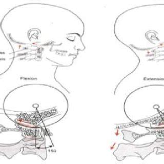 Nodding motions of the atlanto-occipital joints. | Download Scientific ...