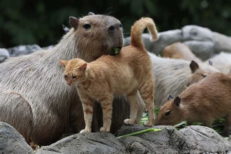 Unique cat-capybara friendship a big visitor draw at Zoo Negara | The Star