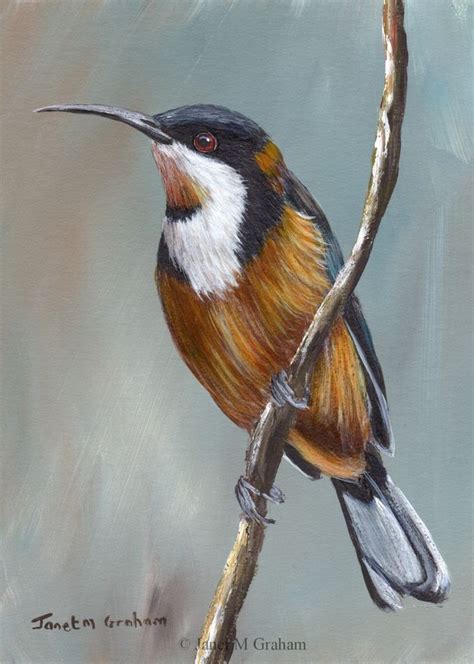 Australian Wildlife Artist Paintings – View Painting