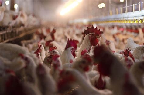 The US is undergoing its worst bird flu outbreak ever. Is a poultry vaccine the answer? - WTOP News