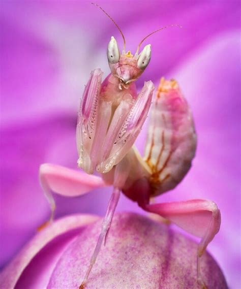 Pink Orchid Mantis | Orchid mantis, Orchids, Praying mantis