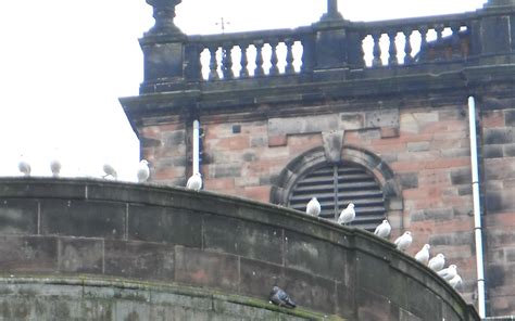 Staffordshire Photo: The gulls of St Modwen