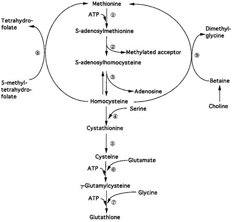 Hepatic methionine metabolism and GSH synthesis. The transsulfuration... | Download Scientific ...