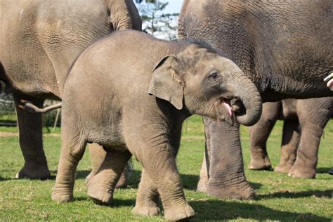 Enjoy a jumbo weekend at Whipsnade Zoo | Discover Animals