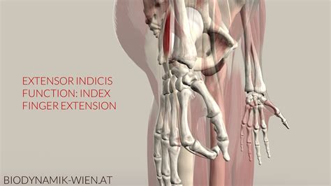 Extensor Indicis Function: Index Finger Extension (3D Animation) - YouTube