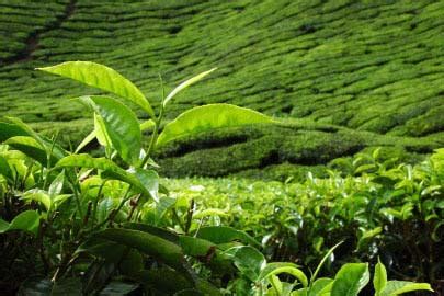 Assam Tea Leaf Manufacturer & Exporters from, India | ID - 1018990