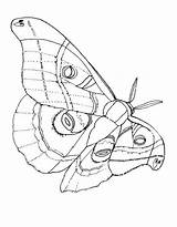 Moth Coloring Page Free Printable PDF sketch template