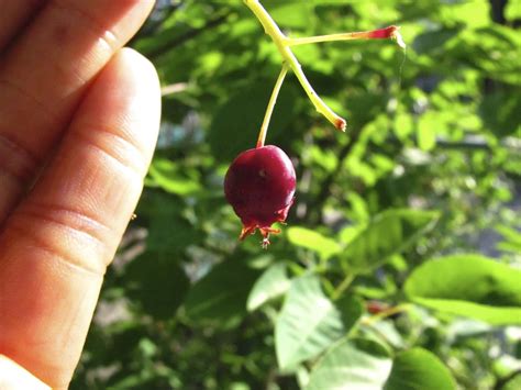 Attracting Birds with Fruit Trees and Berry PlantsDonna L. Long